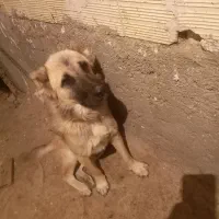 سگ نگهبان|سگ|اسکو, |دیوار