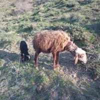 میش بره جوان