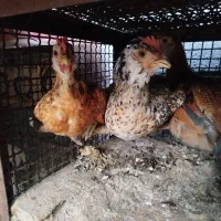 جوجه و مرغ|حیوانات مزرعه|تهران, تهرانپارس غربی|دیوار