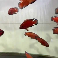 سیچیلاید تورکانا