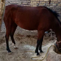 اسب مادیان|اسب و تجهیزات اسب‌سواری|الشتر, |دیوار