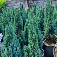 گل و گیاه لوکس|خدمات باغبانی و درختکاری|چابکسر, |دیوار