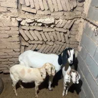 بز دورگ پاکستانی