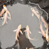 ماهی کوی آب سرد استخری و آبگرم|ماهی|نجفآباد, فاز ۲ شهرک آزادگان|دیوار