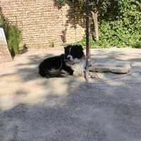 سگ گله|سگ|ازنا, |دیوار