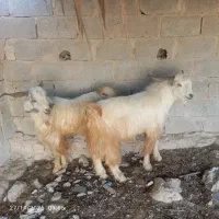 کهرهنروپازنموجوده|حیوانات مزرعه|جم, |دیوار