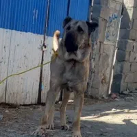 سگ نگهبان سرابی اصیل