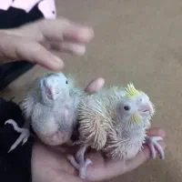 جوجه عروس هلندی|پرنده|شاهین دژ, |دیوار