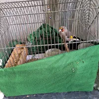 پرنده|پرنده|گرگان, |دیوار