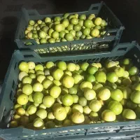 فروش لیموی رودان در یزد