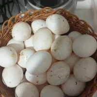 مرغ تخمی|حیوانات مزرعه|نیشابور, مازول|دیوار