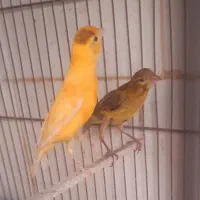 قناری و سهره سروستان|پرنده|سروستان, |دیوار