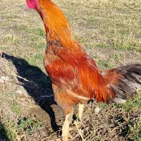 مرغ 7 ماهه|حیوانات مزرعه|مشگین شهر, |دیوار