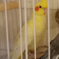 عروس هلندی ماده  لوتینو بدون پر خرابی