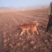 سگ گله ای دهن پاک بشرط|سگ|شهرکرد, |دیوار