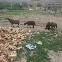 میش بره دار