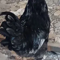 خروس گلین مشکلی|حیوانات مزرعه|الوند, |دیوار