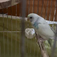 ی جفت فنچ مولد با ی مرغ عشق ماده|پرنده|اسلام‌شهر, شهرک سعیدیه|دیوار