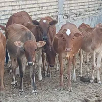 گاوگوساله گوسفند بز بره گاومیش درشادگان