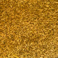جو آبی درجه ۱ کیسه شده