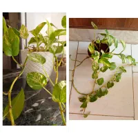 گل های طبیعی|گل و گیاه طبیعی|نیشابور, شریعتی|دیوار