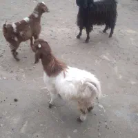 میش جوان آبستن بزغاله هست|حیوانات مزرعه|کنگاور, |دیوار