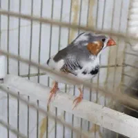 یک عدد فنج نر|پرنده|کرمان, |دیوار