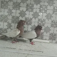 جفت سینه ای