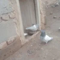 موی باش گرفتنی|پرنده|ملکان, |دیوار