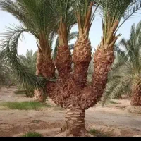 باغ خرما فروشی