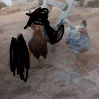 مرغو خروس و بوقلمون بیوتی 6 و غاز