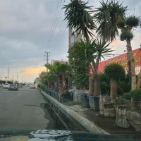 پایان کاری جریمه شهرداری جهت بن ۱۵ برای نهال درخت