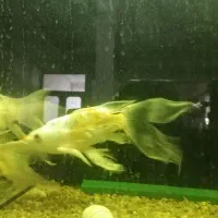 ماهی کوی سوپر باله|ماهی|کاشمر, |دیوار