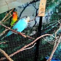 جوجه هلندی ،وبرزیلی ،سرلاکی تا اگهی هست موجوده