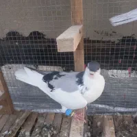 کفتر شهری چپ سبز
