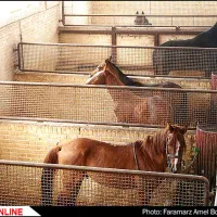 استخدام کارگر برای باشگاه سوارکاری