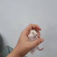 همستر|موش و خرگوش|محمدیه-قزوین, |دیوار