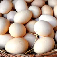 مرغ سیاه تک رنگ بوقلمون اصیل