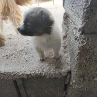 توله پاکوتاه|سگ|شیروان (خراسان), |دیوار