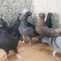 12 کبوتر سیاه و سبز و زرد|پرنده|خورموج, |دیوار