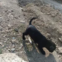 سگ پاکوتاه اصل|سگ|سیمین شهر, |دیوار