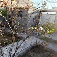 یک قطعه زمین مسکونی درخسروشاه خیابان شیخ سلار|فروش زمین و ملک کلنگی|اسکو, |دیوار