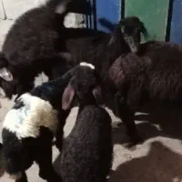 شش عددبره