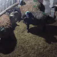 گوسفنده بره دار جفتی ۸۷ ملیون