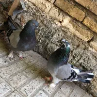 یک جفت کبوتر پر عتیقه