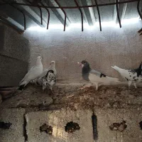 کبوتر شهری و زاغ|پرنده|جم, |دیوار