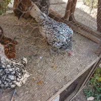 مرغ سیبرایت زینتی
