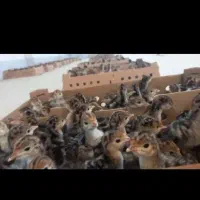 جوجه بوقلمون