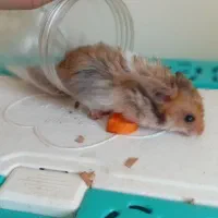 همستر|موش و خرگوش|دماوند, گیلاوند|دیوار