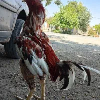 قره ضیاالدین